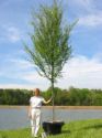 Allee Elm
